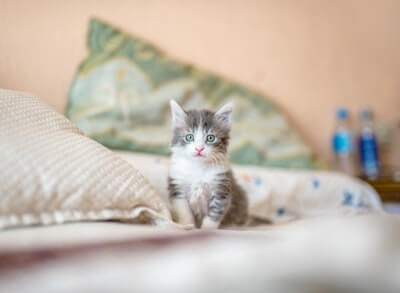 Котик